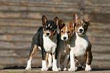 BASENJI 149